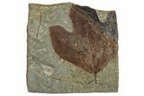 Fossil Sycamore Leaf (Macginitiea) - Montana #263031-1